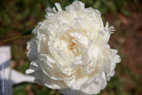 Beautiful white tender peony flower close up