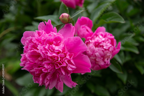 Beautiful pink tender peony flowers 