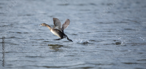 Φωτογραφία Pied-Billed Grebe on Take-Off Run
