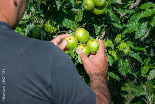 Organic apple grower controls the damage to his crop after a hail storm. Economic losses due to climate change