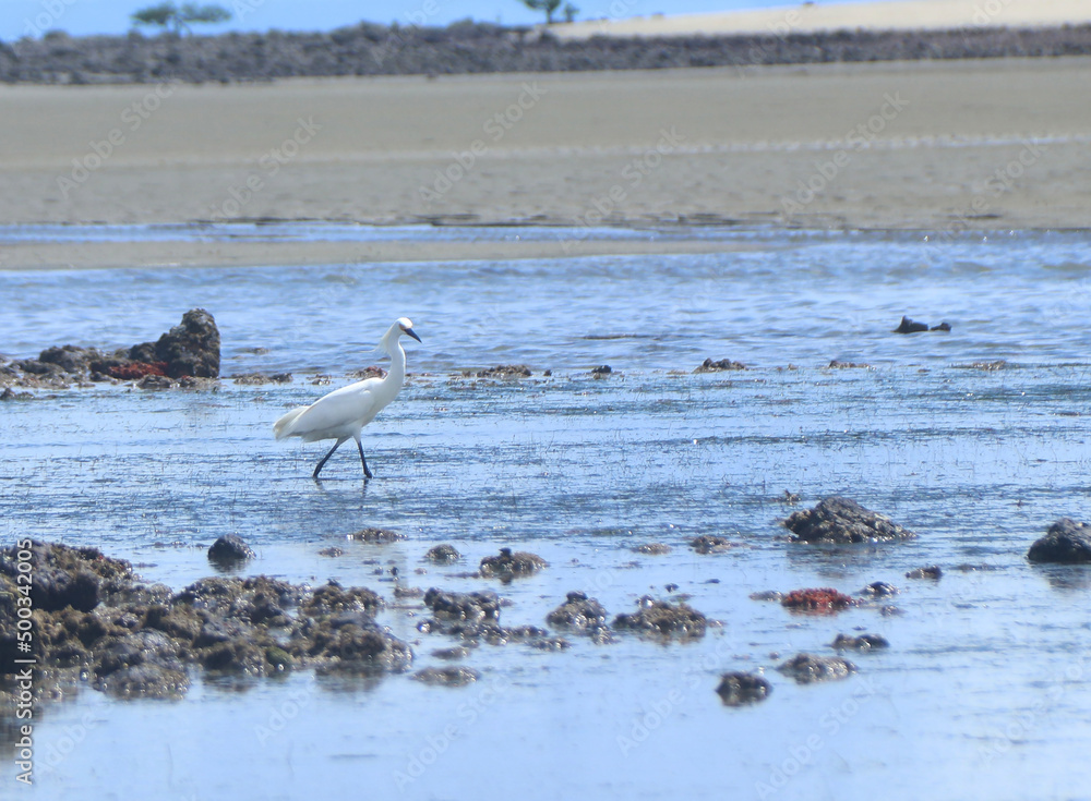 GARÇA, PELICANDO AVE DO MAR, PRAIA, BARRA GRANDE, Piauí