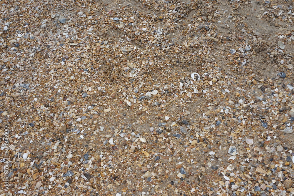 Background of Sand, Shells, and Brokern Shells Background of Sand, Shells, and Brokern Shells