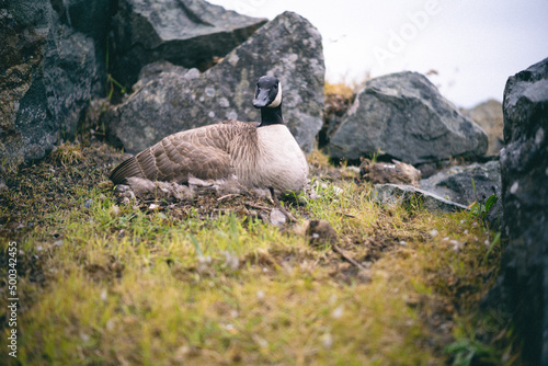 Goose on the hill