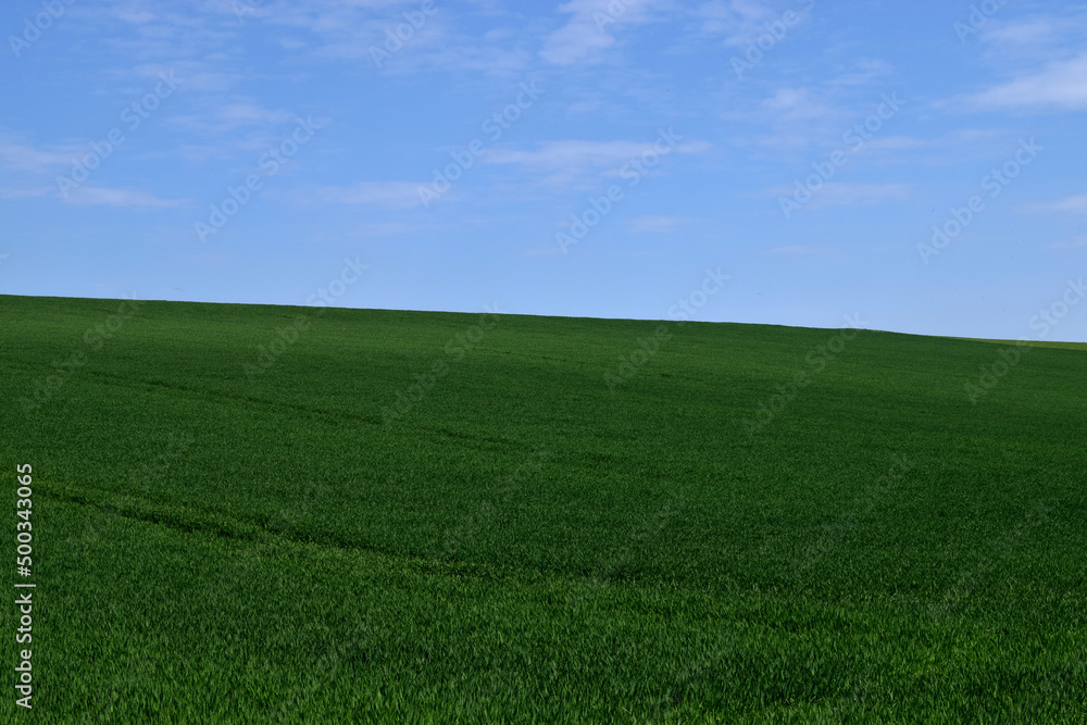 Green field and blue sky wallpaper 