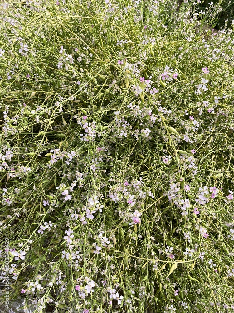 Fototapeta premium Small flowers from a Farm in Al-Ahsaa, Saudi Arabia