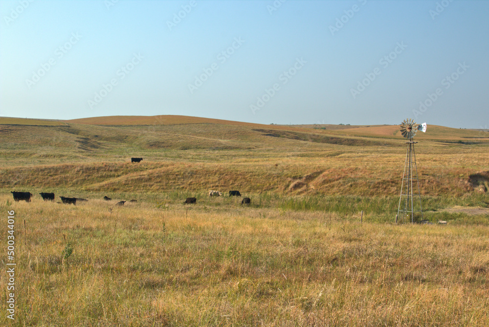 Obraz premium Cattle country in the Western Nebraska Sandhills