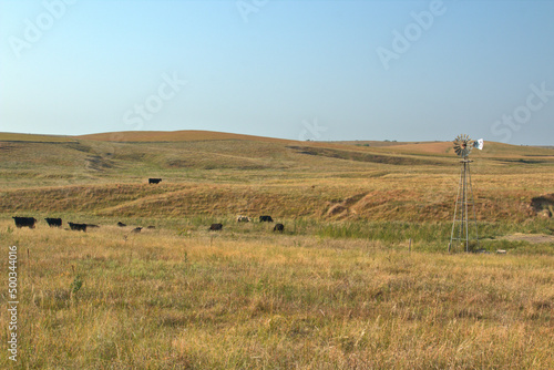 Cattle country in the Western Nebraska Sandhills photo