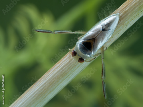 P7110141 a grousewinged backswimmer (Notonecta undulata) underwater, on a reed, British Columbia, Canada cECP 2021 photo