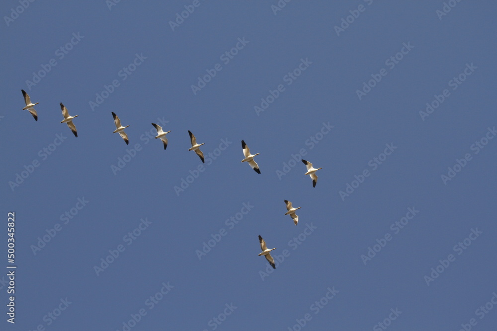 Flock of lesser Snow Geese against a blue sky Flock of lesser Snow Geese against a blue sky