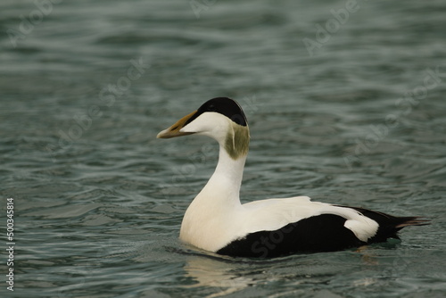 Low angle close up of a male Common Eider in water