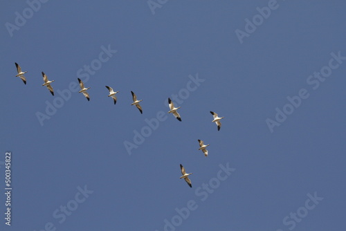 Flock of lesser Snow Geese against a blue sky