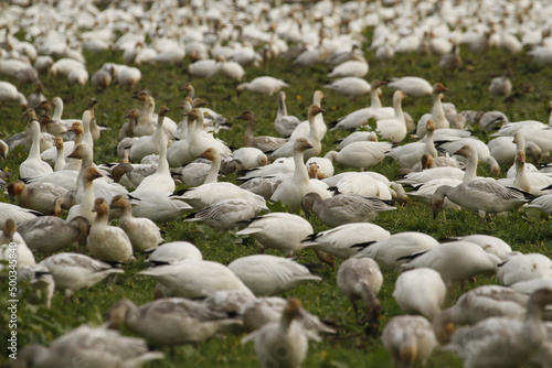 Flock of lesser Snow Geese in a grassy farm field