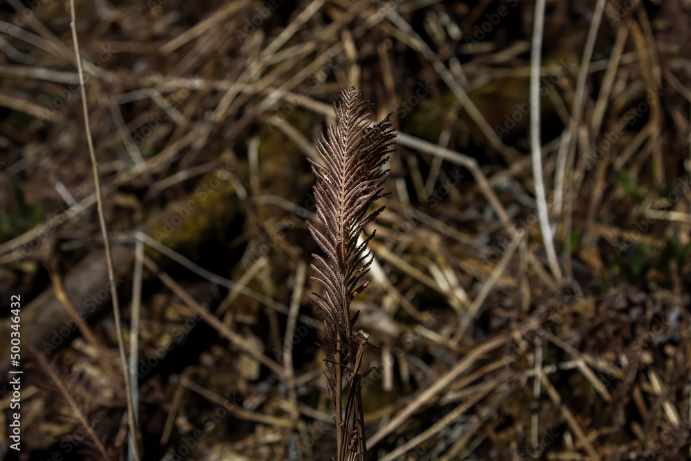 Ostrich fern (Matteuccia struthiopteris ) The previous year’s dark brown, spore-bearing fronds