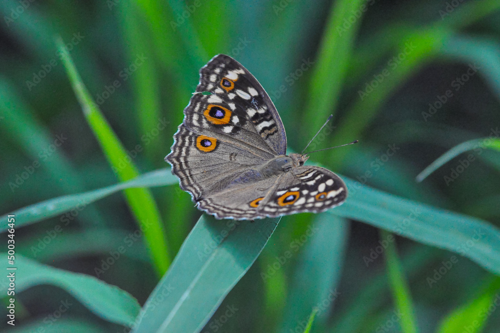 Obraz premium butterfly 