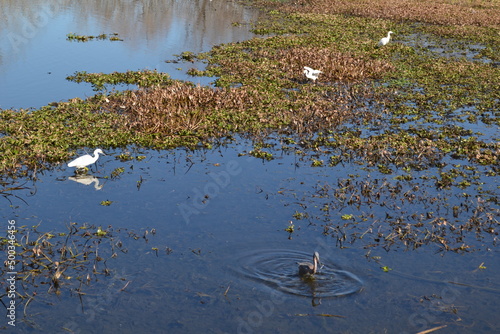 Birds are eating on the sheet of water, Cullinan Park, Sugar Land, Texas © Marta
