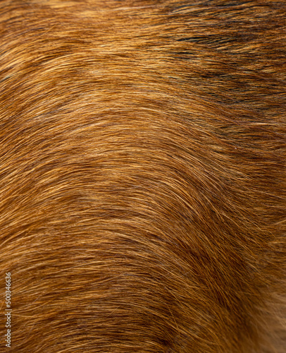 Dog fur textures. Red dog fur natural for backgrounds, textures and wallpapers.