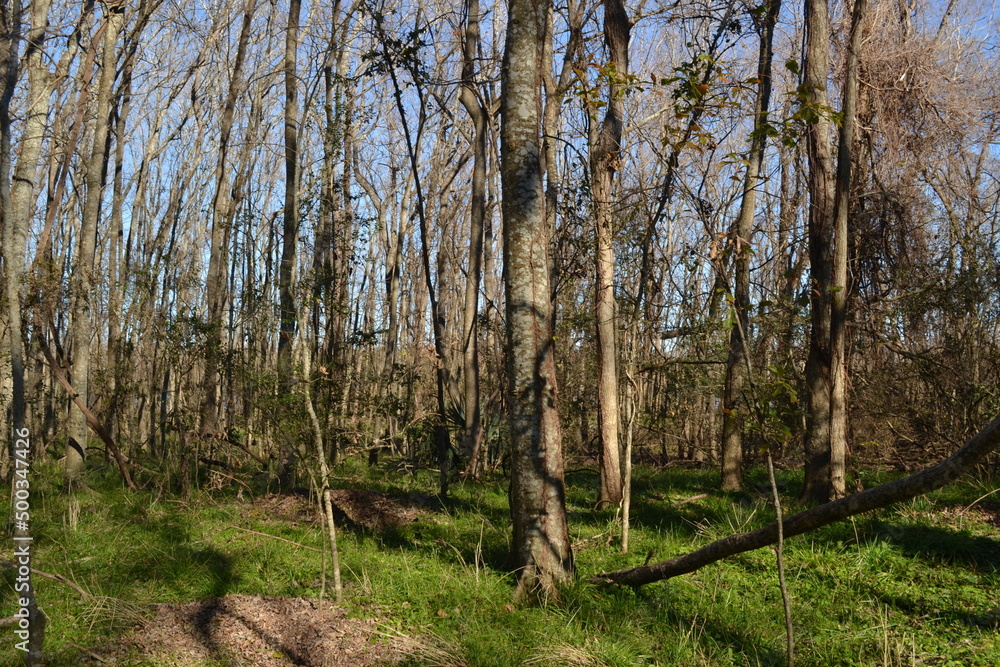 Forest trail in Cullinan Park, Sugar Land, Texas Forest trail in Cullinan Park, Sugar Land, Texas