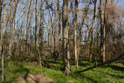 Forest trail in Cullinan Park  Sugar Land  Texas
