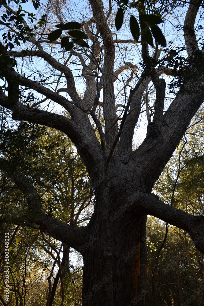 Big pecan tree in Cullinan Park, Sugar Land, Texas