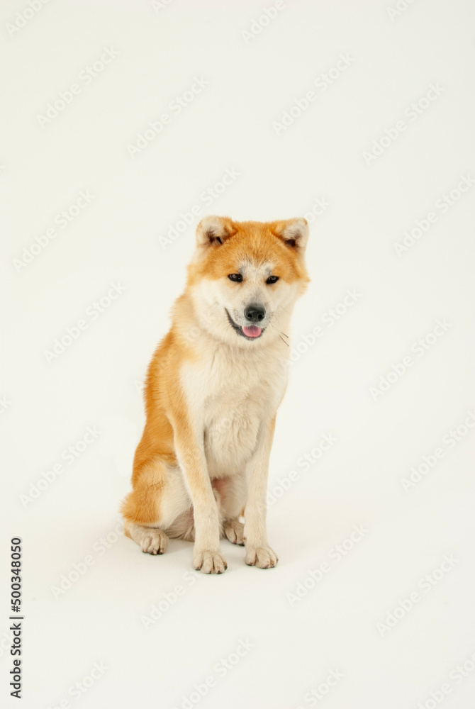 笑顔の秋田犬
