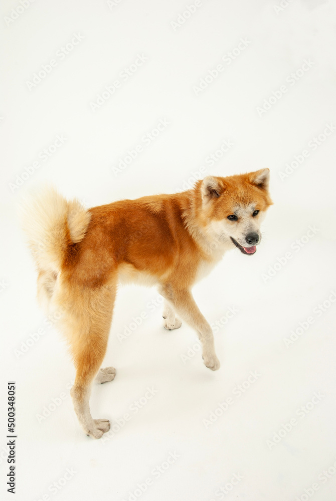笑顔の秋田犬 笑顔の秋田犬