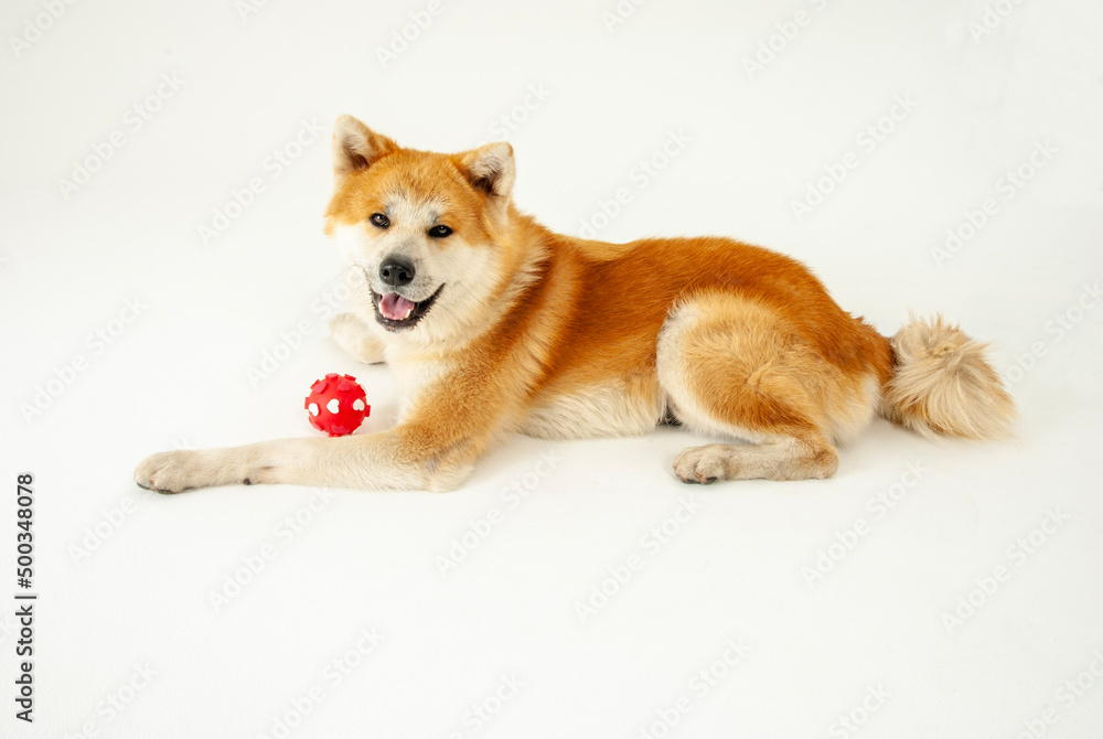 オモチャで遊ぶ秋田犬 オモチャで遊ぶ秋田犬