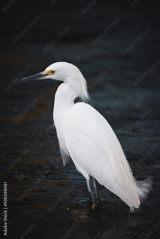 Snowy Egret Snowy Egret