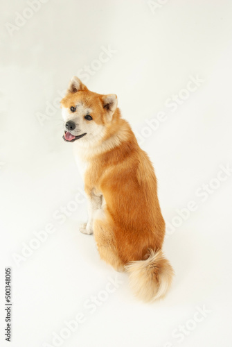 Fototapeta Naklejka Na Ścianę i Meble -  笑顔の秋田犬