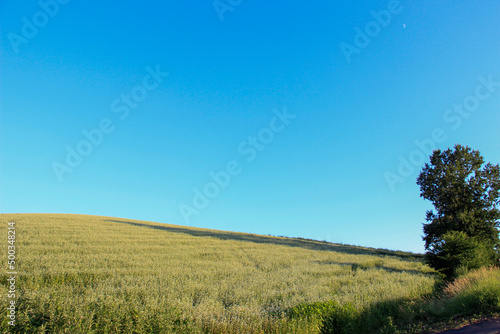 丘のソバ畑と澄んだ青空 