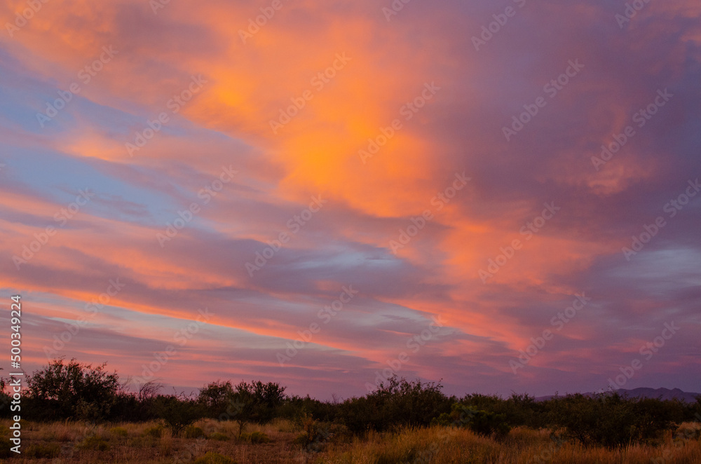 Fototapeta premium Sunset over mesquite grasslands 