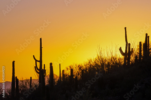 Saguaro Cacti silhouetted by a golden sunset © Tonia