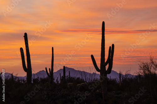 Sunset in the desert southwest © Tonia