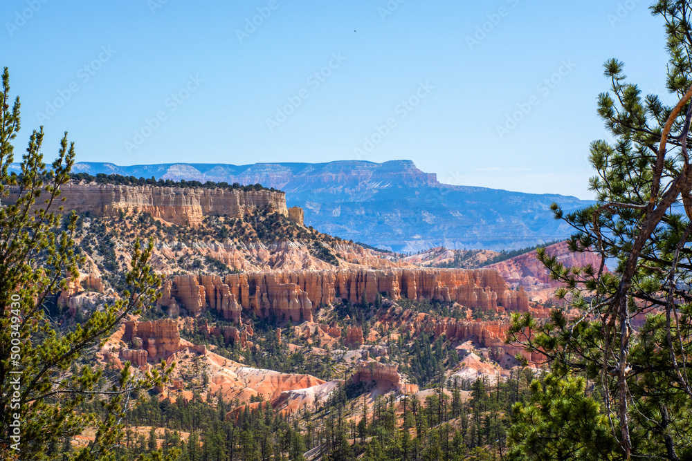 Bryce Canyon National Park, Utah, United States. View at canyon through pine tree branches 