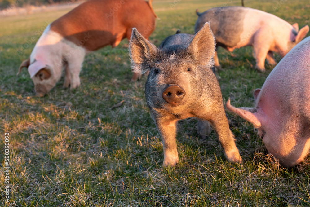 Pasture Raised Pigs