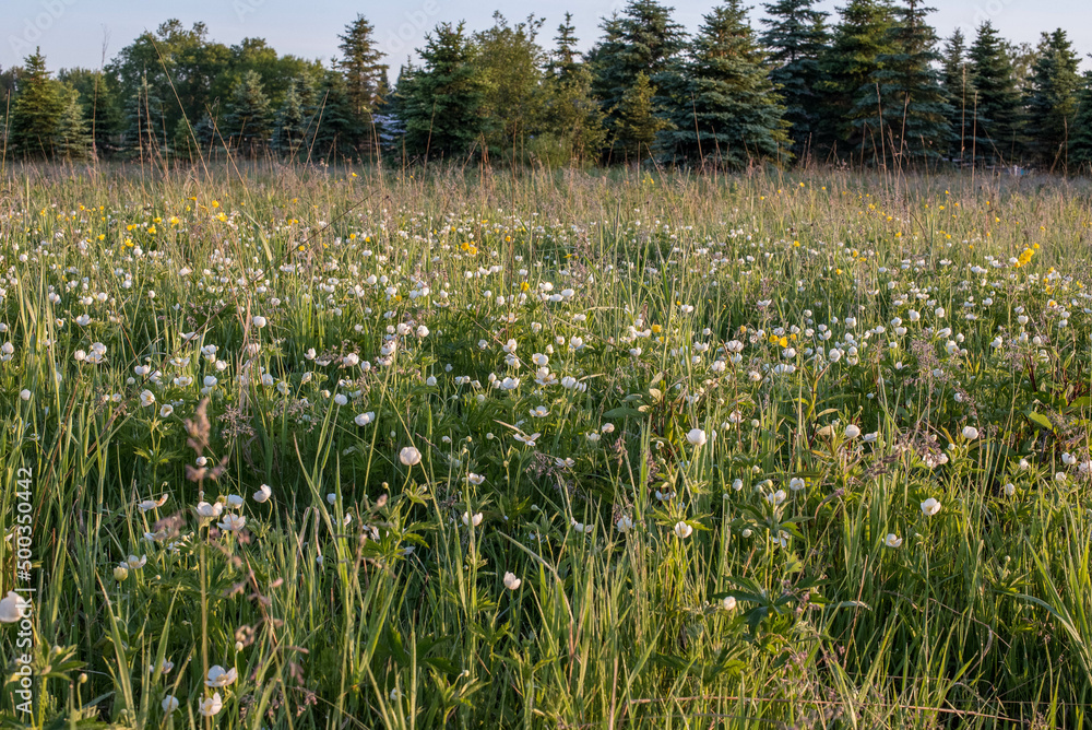 Obraz premium Wild Flowers