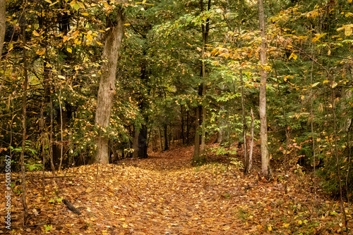 Forest of wonder, Autumn colors