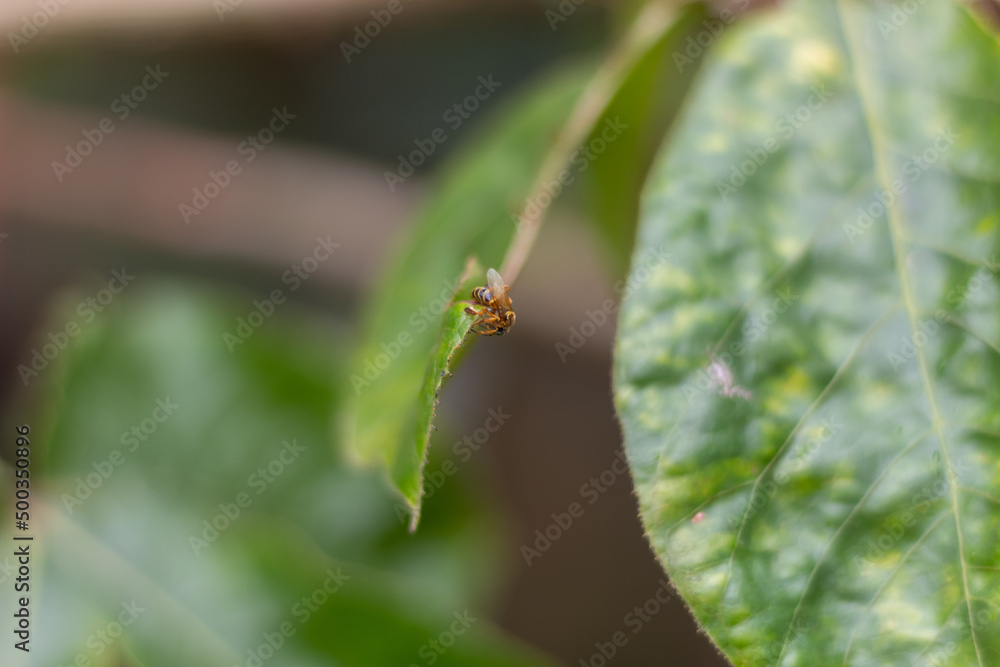 dragonfly on a leaf dragonfly on a leaf