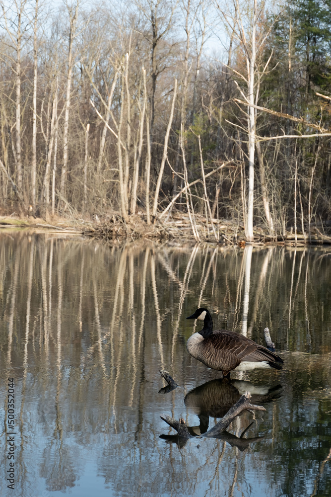 A Canada Goose (Branta Canadensis) is swimming and diving under the water in a beautiful lake.