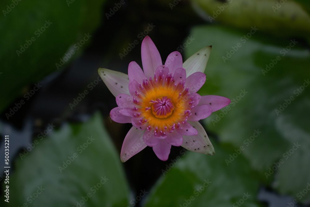 beautiful colorful lotus petals on green leaf out of focus beautiful colorful lotus petals on green leaf out of focus