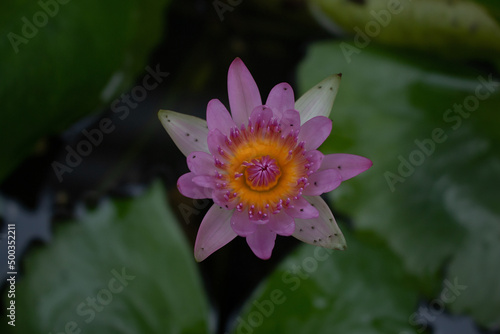 beautiful colorful lotus petals on green leaf out of focus
