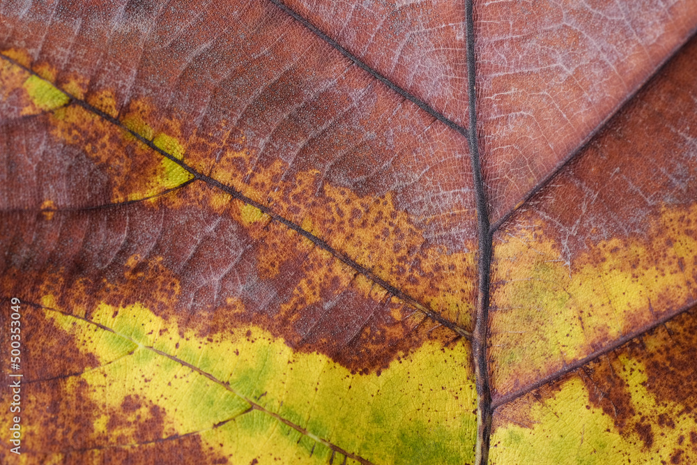 Obraz premium autumn leaf texture ( teak leaf )