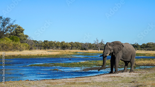 Lone African elephant relaxing drinking with his trunk by a stream in Botswana Africa seen on luxury safari whilst travelling as a tourist searching for rare wildlife