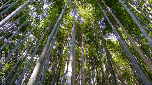 Fototapeta Naklejka Na Ścianę i Meble -  Japanese bamboo forest seen in Osaka Japan looking up at the canopy and see all the green leaves at the top of the tall plants seen travelling as a tourist on holiday