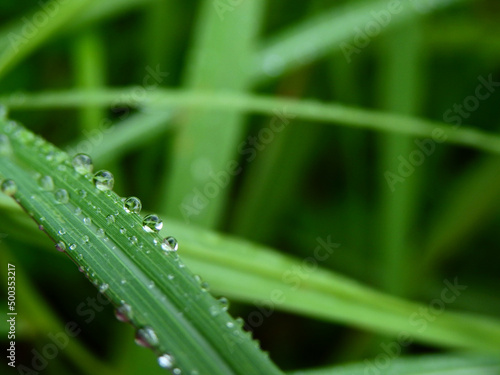 Dew drops on green grass leaves texture