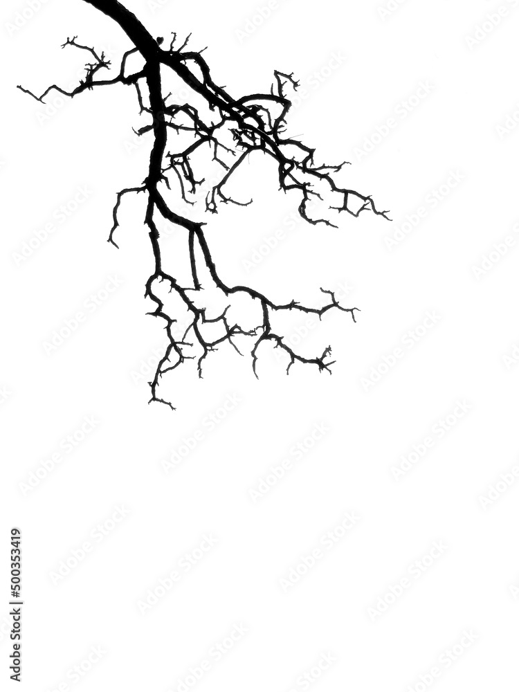 Obraz premium dry branch silhouette isolated on white background