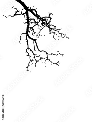 dry branch silhouette isolated on white background