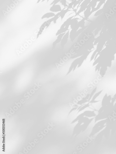 shadow of the leaves on white wall background