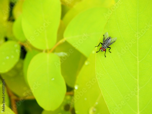 small flesh fly ( Sarcophagidae )on green leaf texture photo