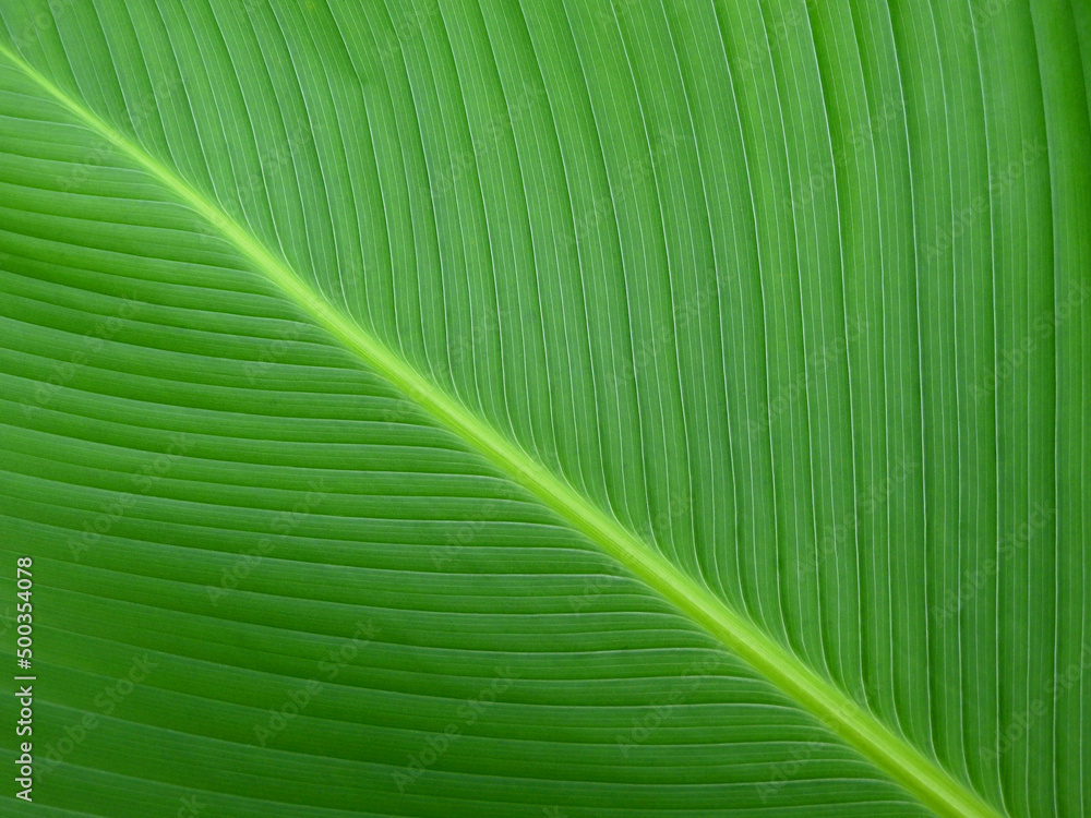 ornamental green leaf texture background ornamental green leaf texture background