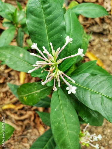 Canvas Print A medicinal plant named Sarpagandha ( Rauvolfea serpentina)